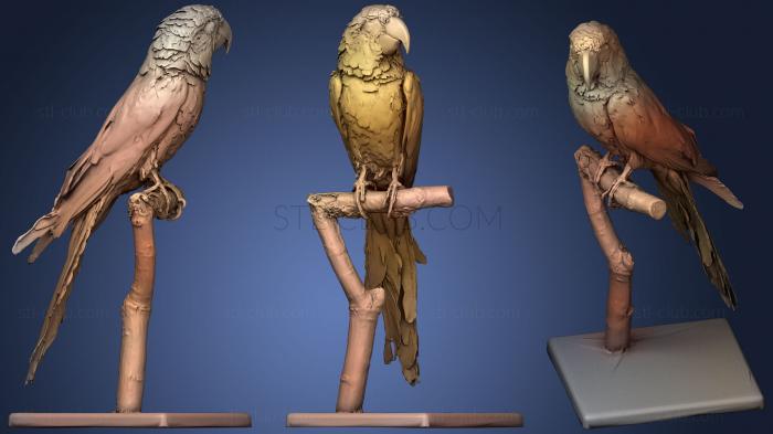 3D model Parrot cuban Macaw (STL)